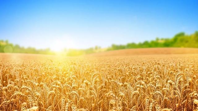 2018小麦价格走势分析后市小麦需求有限市场前景难以预期